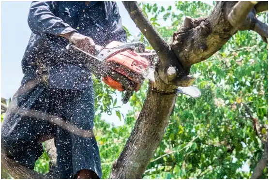 tree services Mona